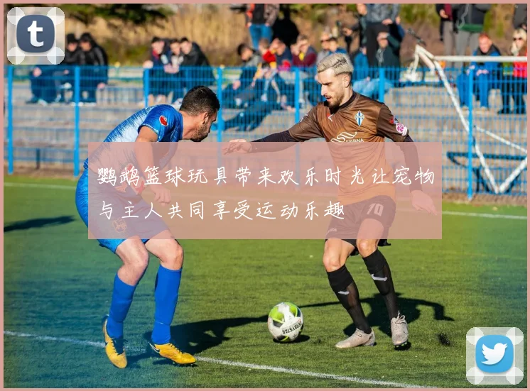 鹦鹉篮球玩具带来欢乐时光让宠物与主人共同享受运动乐趣